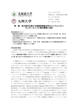 青，緑，赤の蛍光を発する超高性能蛍光性カルシウムイオン