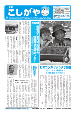 幻のコシガヤホシクサ開花