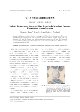 マハタの単球二次顆粒の染色性