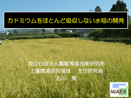 プレゼンテーション： カドミウムをほとんど吸収しない水稲の開発 （石川 覚）