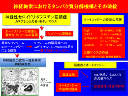 神経軸索におけるタンパク質分解機構とその破綻