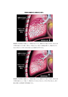 呼吸時の胸腔内圧と肺胞内圧の変化 横隔膜と外肋間筋の収縮によって