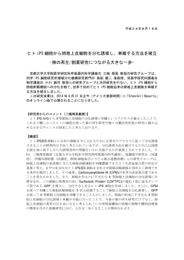 ヒト iPS 細胞から肺胞上皮細胞を分化誘導し、単離する方法
