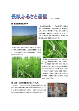 稲の成育は順調です 大阪へお米の商談会に出かけました。