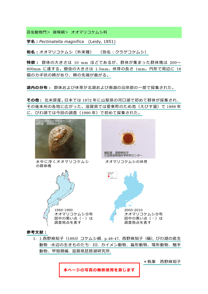 オオマリコケムシ