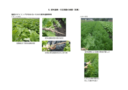 5. 肥料過剰・欠乏現象の実際（写真） 施肥のタイミングが合わないための