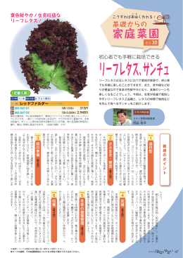 リーフレタス、サンチュの育て方