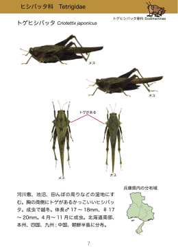 ヒシバッタ科 Tetrigidae トゲヒシバッタ Criotettix japonicus