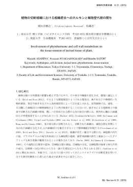 植物の切断組織における組織癒合へのホルモンと細胞壁代謝の関与