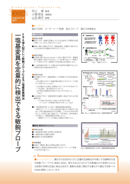 一塩基変異を定量的に検出できる敏腕プローブ