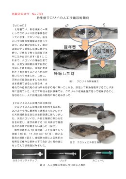 Page 1 試験研究は今 No.763 胎生魚クロソイの人工授精技術開発