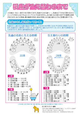 乳歯が生え替わるまで - たくまファミリー歯科