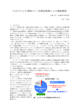 小分子による RNA の二次構造制御による機能調節