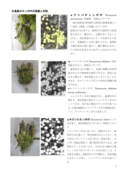 広島県のタンポポの画像と花粉 ク シ バ タ ン ン ポ ポ キビシロタンポポ