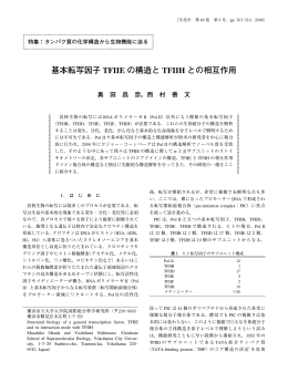 基本転写因子 TFIIE の構造と TFIIH との相互作用
