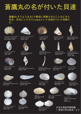 蒼鷹丸の名が付いた貝達