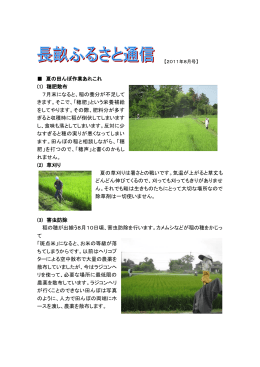 夏の田んぼ作業あれこれ (1) 穂肥散布 7月末になると、稲の養分が不足
