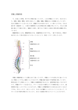 脊髄と脊髄神経