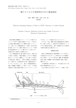 親クルマエビの効率的なPRDV検査部位