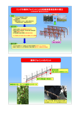 リンゴの樹体ジョイントによる低樹高栽培技術の確立 樹体