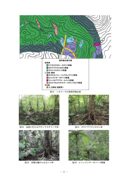 ― 25 ― 図22 ンタナーラの森現存植生図 図23 渓流に生える