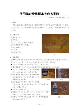 手羽先の骨格標本を作る実験