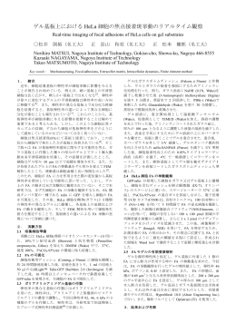 ゲル基板上における HeLa 細胞の焦点接着斑挙動の