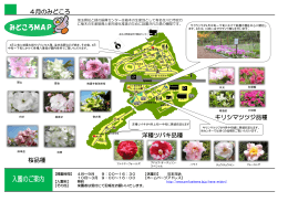 4月のみどころ 桜品種 キリシマツツジ品種 洋種ツバキ品種