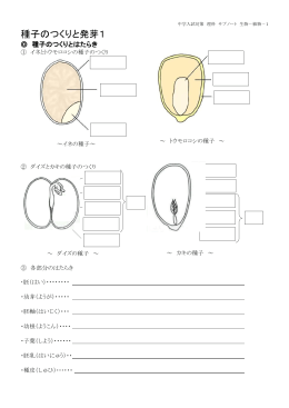 種子のつくりと発芽1