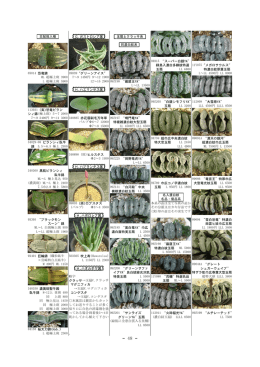 交配斑入種 0X014 恐竜錦 ML 超極上斑 3900 L 超極上斑 5900