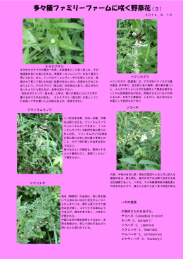 多々羅ファミリーファームに咲く野草花（3）
