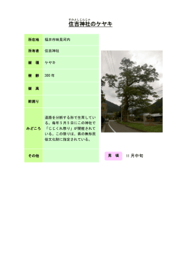 19福井：住吉神社のケヤキ（PDF形式 90キロバイト）