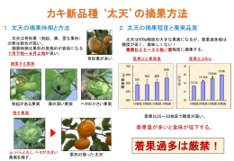 カキ新品種 `太天`の摘果方法 着果過多は厳禁！