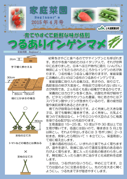 幼果をさやごと食べるのでサヤインゲンとも呼ばれま す。若さやを食べ