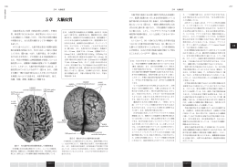 5章 大脳皮質