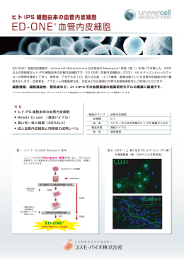 ED-ONE® 血管内皮細胞