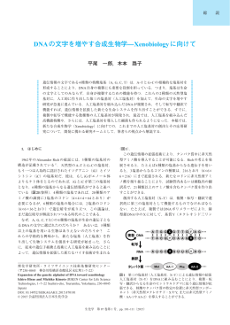 DNAの文字を増やす合成生物学－Xenobiologyに向けて