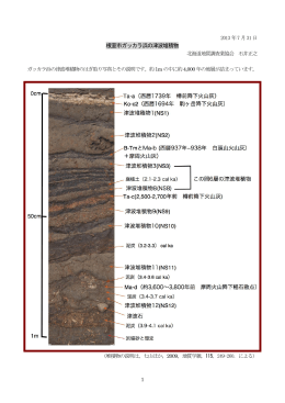 根室市ガッカラ浜の津波堆積物はぎ取り標本