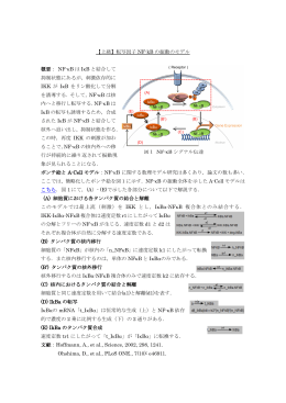 図1 NF-κB シグナル伝達 【上級】転写因子 NF