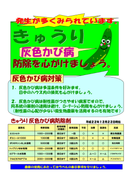 きゅうりの灰色かび病防除を心がけましょう