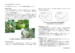 トマト灰色かび病について - MATe 三重県農業技術情報システム