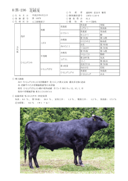 H黒-236 花