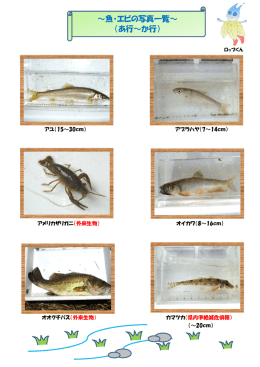 &sim;魚・エビの写真一覧&sim; （あ行&sim;か行）