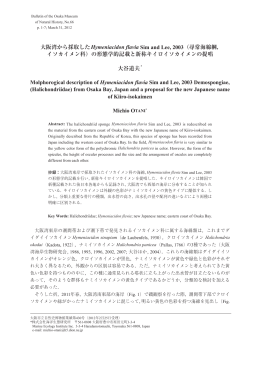大阪湾から採取したHymeniacidon flavia Sim and Lee, 2003（尋常