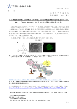 ヒト多能性幹細胞（ES 細胞や iPS 細胞）と分化細胞
