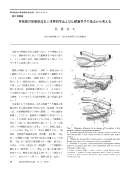 外陰部の形態形成を人体解剖学および比較解剖学の