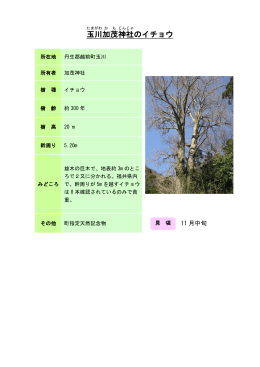 50丹南：玉川加茂神社のイチョウ（PDF形式 152キロバイト）