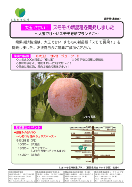大玉で甘い！ スモモの新品種を開発しました