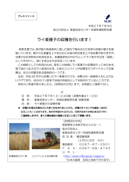 ライ麦種子の収穫を行います！ [PDFファイル:825.3KB]