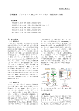 研究題目 プラスセンス RNA ウイルスの翻訳・複製機構の解析
